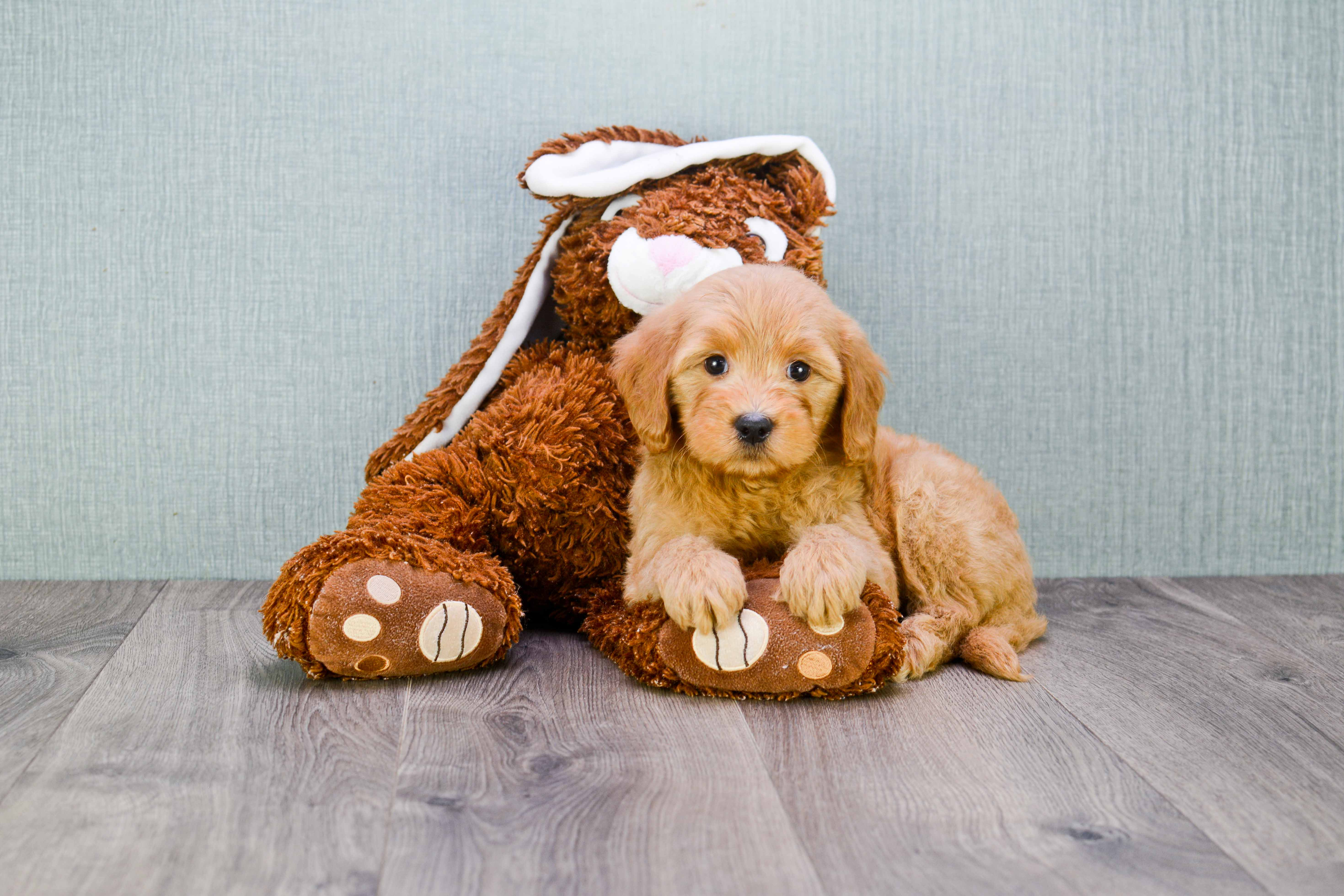 Sweet Mini Goldendoodle Baby