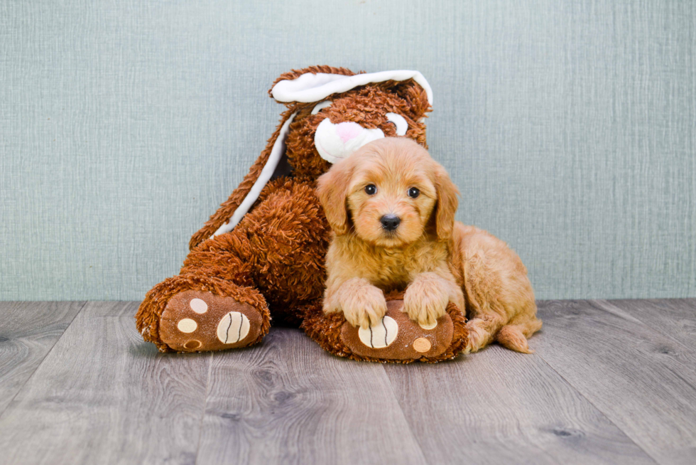 Sweet Mini Goldendoodle Baby