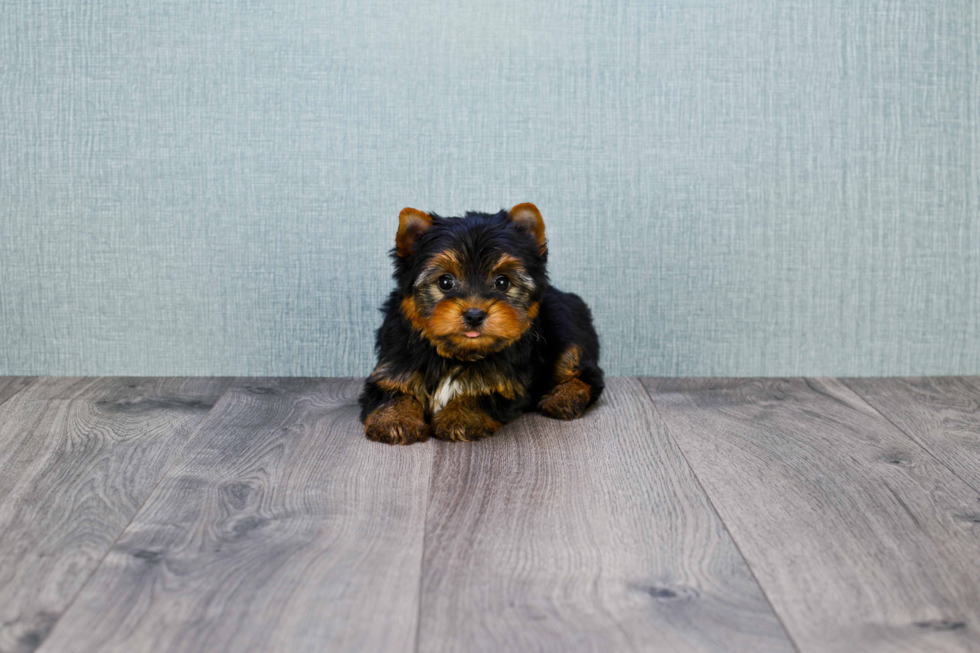 Meet Ronaldo - our Yorkshire Terrier Puppy Photo 