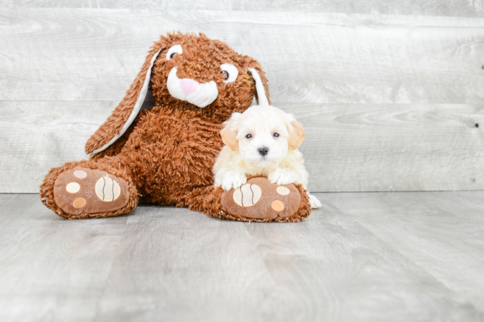 Little Maltese Poodle Poodle Mix Puppy