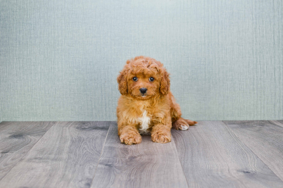 Cavapoo Puppy for Adoption