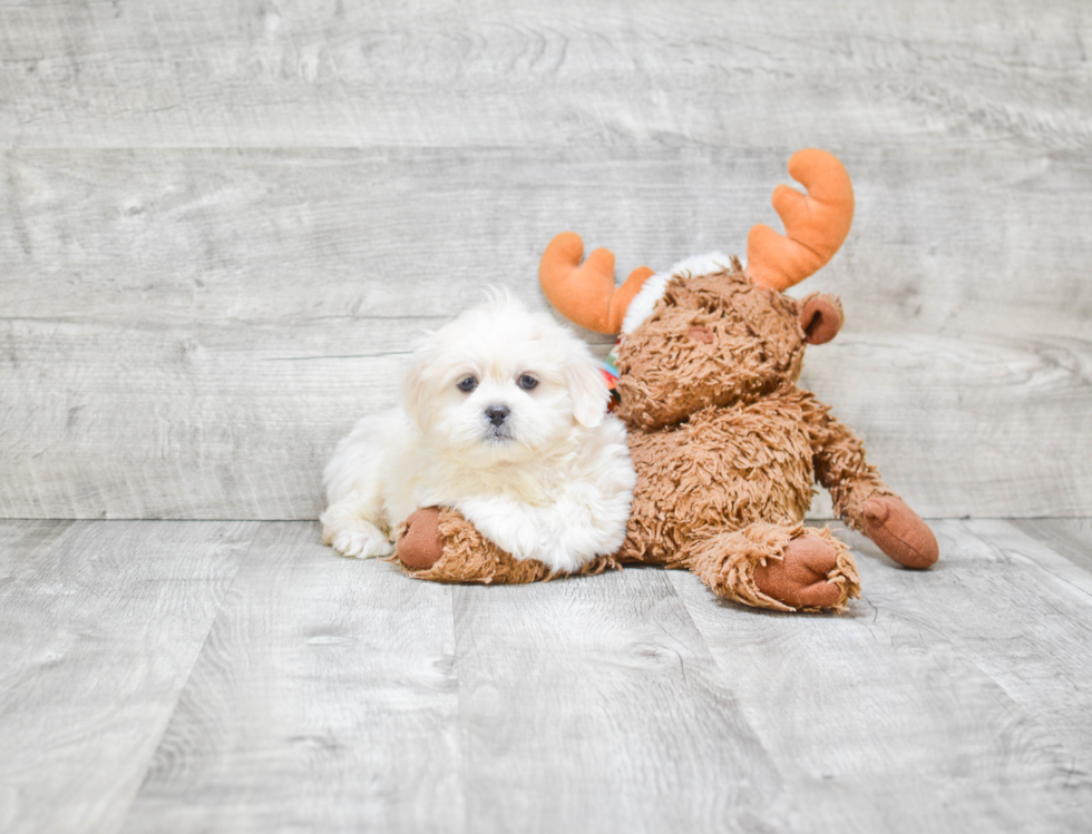 Petite Teddy Bear Designer Pup