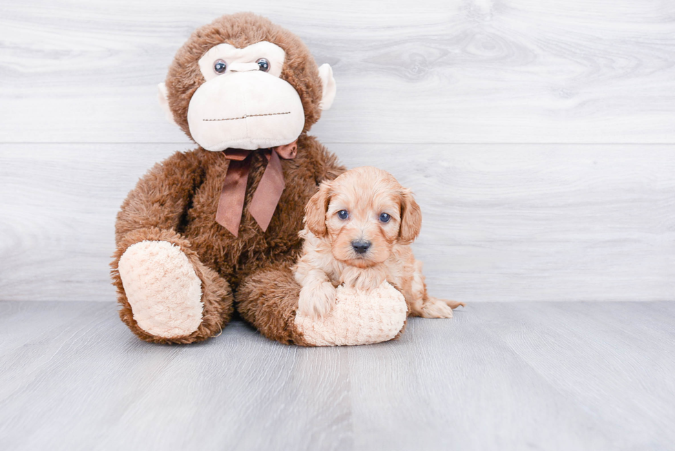 Best Cavapoo Baby