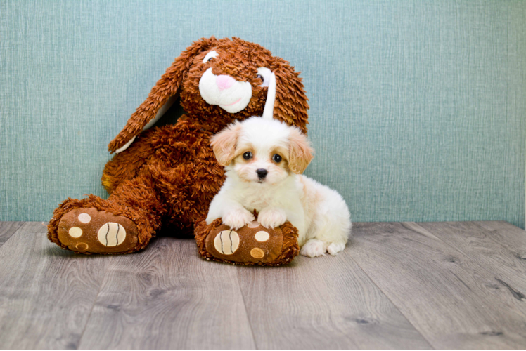 Popular Cavachon Designer Pup