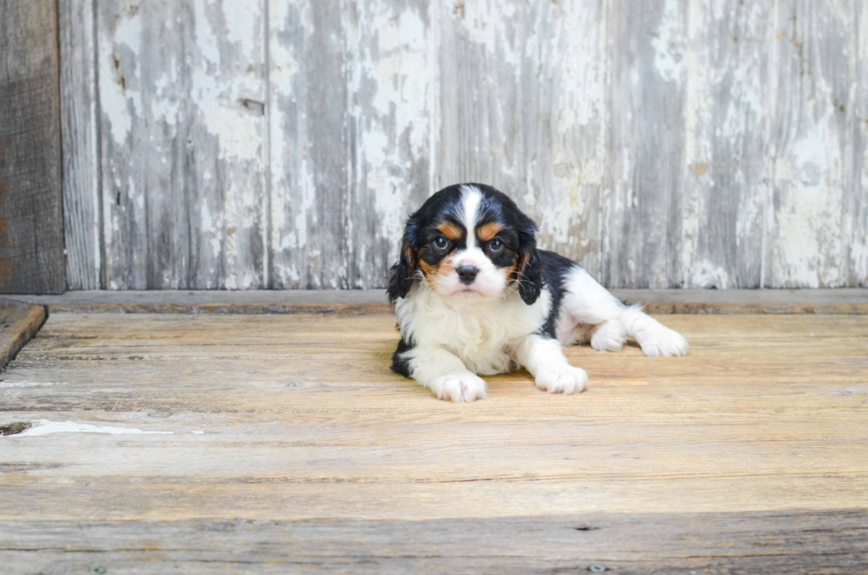 Playful Cavalier King Charles Spaniel Purebred Pup