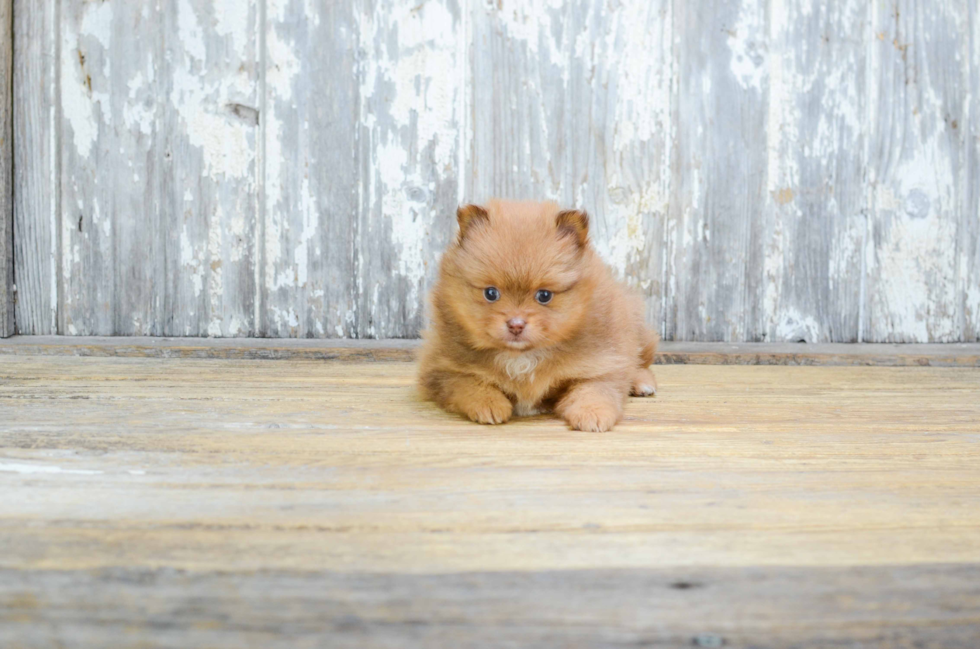 Pomeranian Pup Being Cute