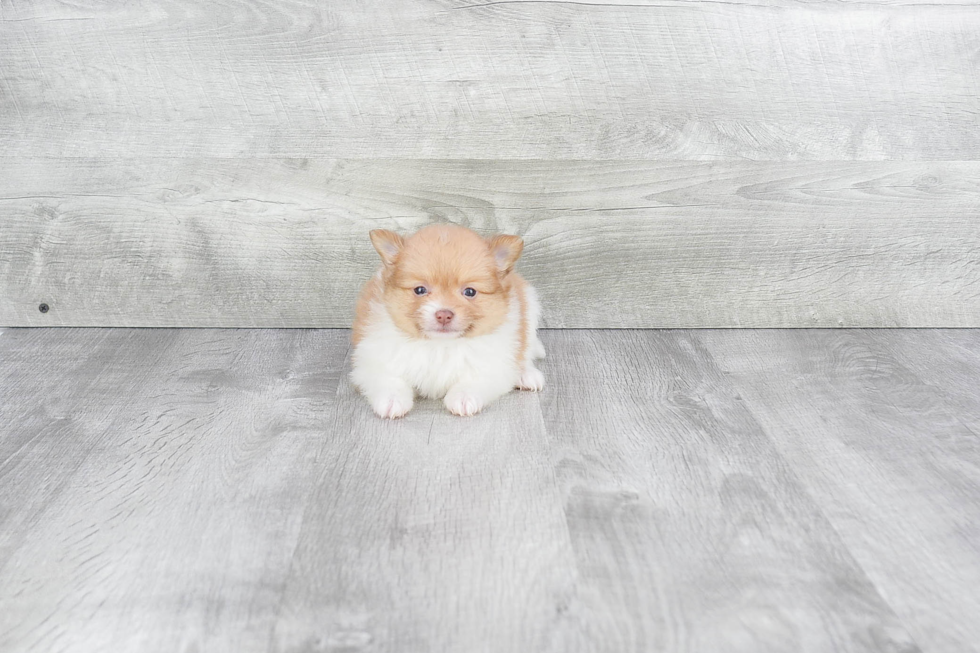 Hypoallergenic Pomeranian Baby