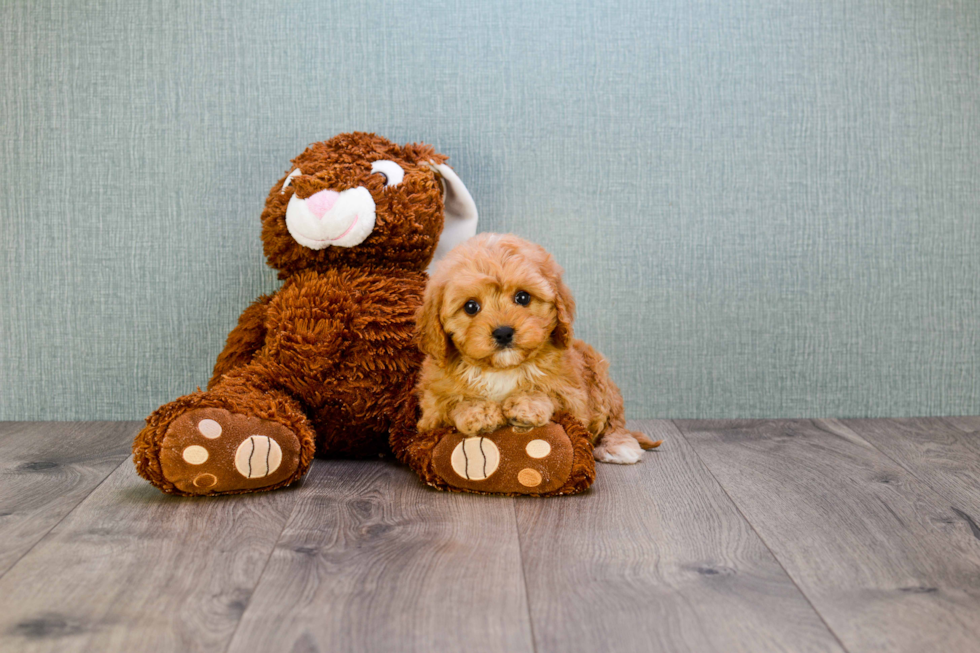 Popular Cavapoo Poodle Mix Pup