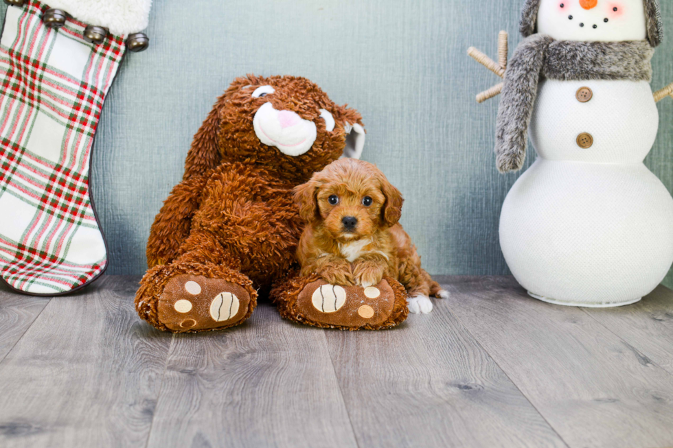 Little Cavoodle Poodle Mix Puppy