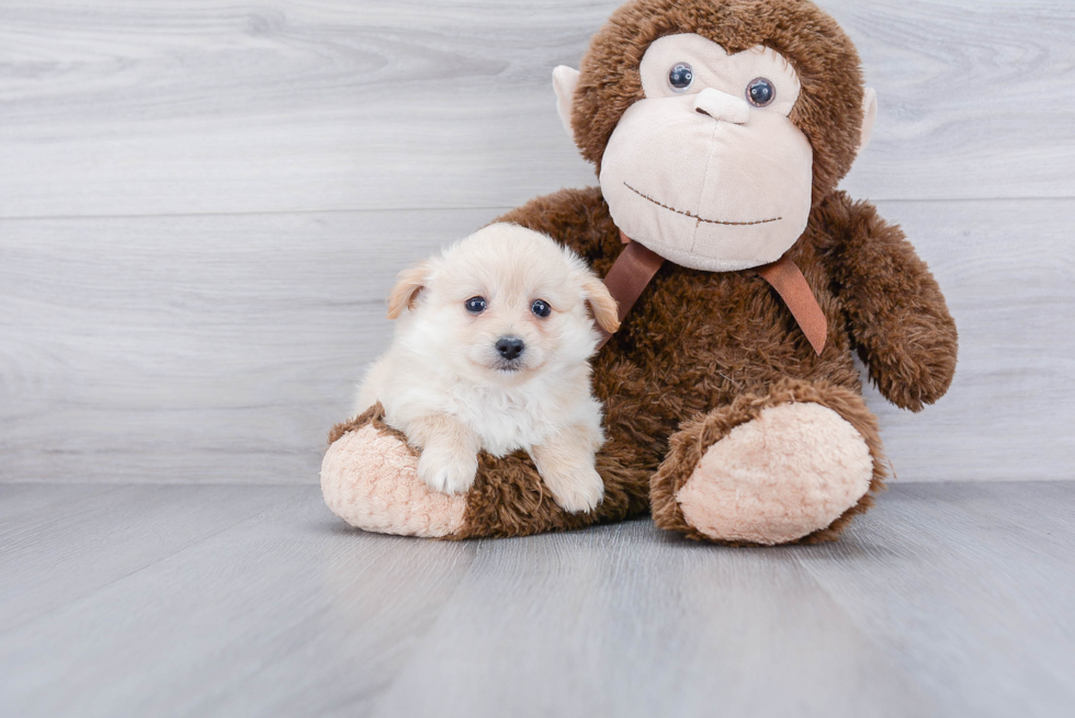 Petite Pomeranian Purebred Puppy