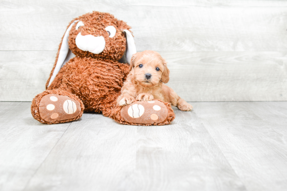 Smart Cockapoo Poodle Mix Pup