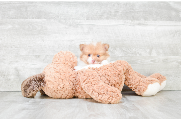 Pomeranian Puppy for Adoption