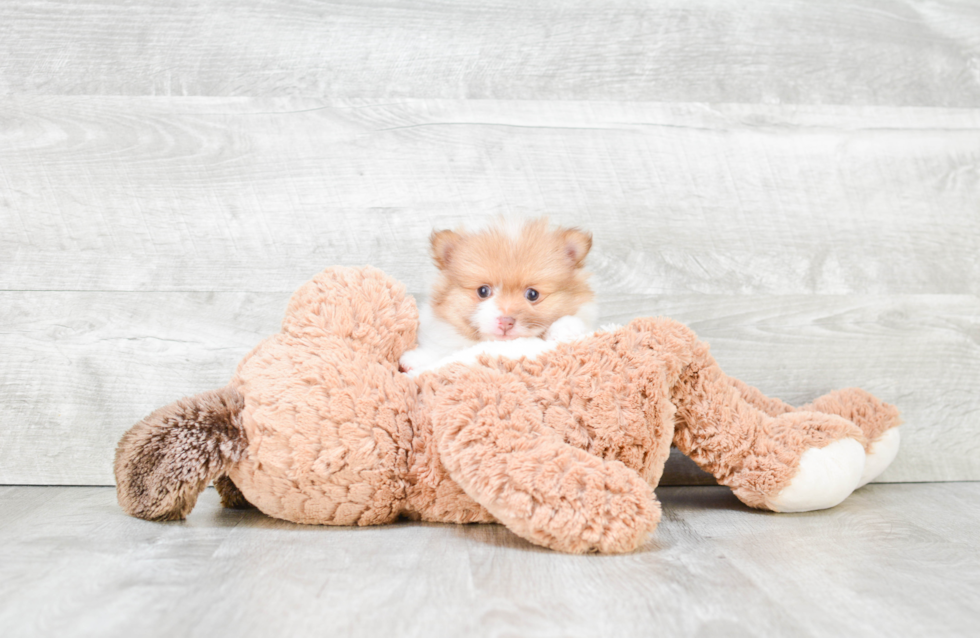 Pomeranian Puppy for Adoption