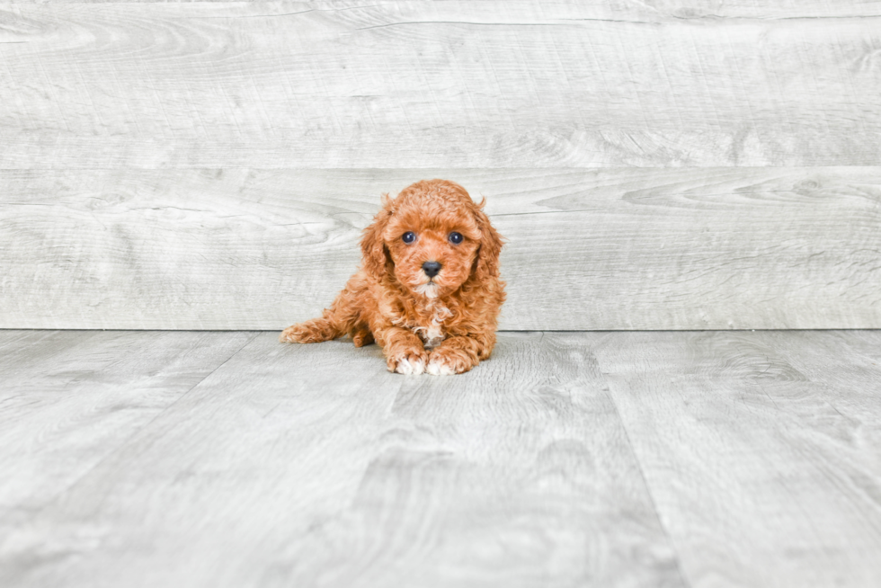 Small Cavapoo Baby