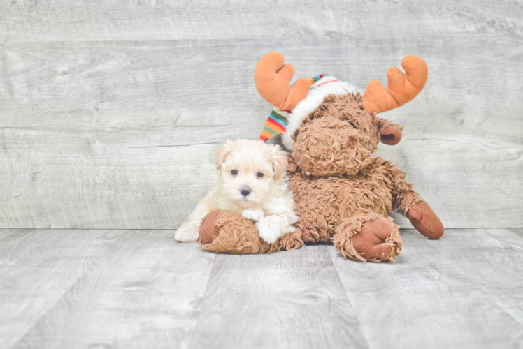 Maltipoo Pup Being Cute