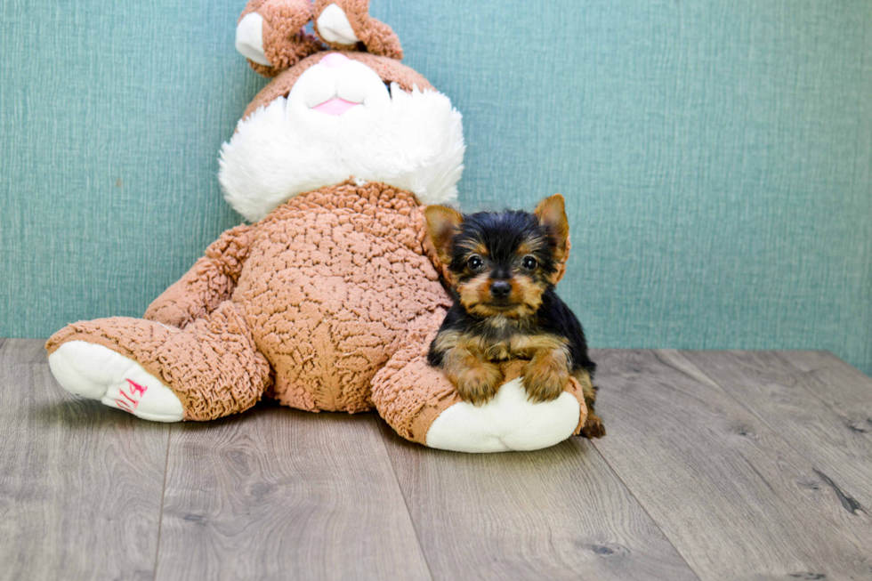 Meet Izzie - our Yorkshire Terrier Puppy Photo 