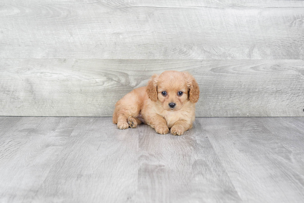 Happy Cavapoo Baby