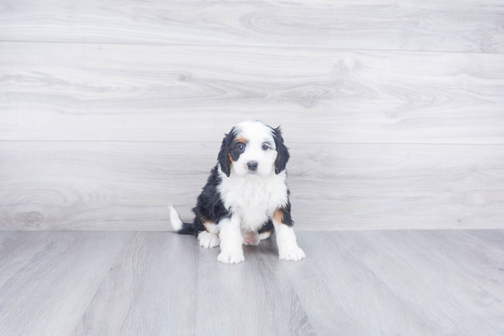 Smart Mini Bernedoodle Poodle Mix Pup