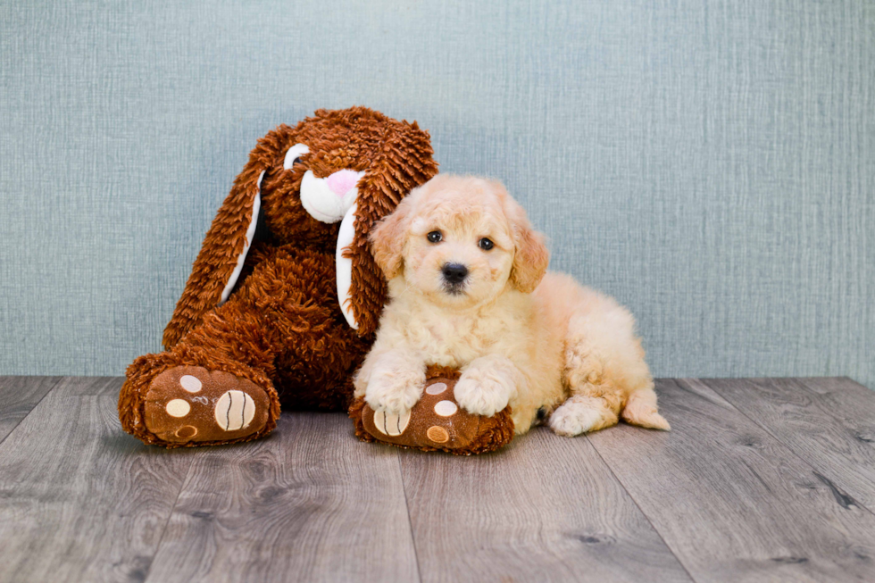 Best Mini Goldendoodle Baby