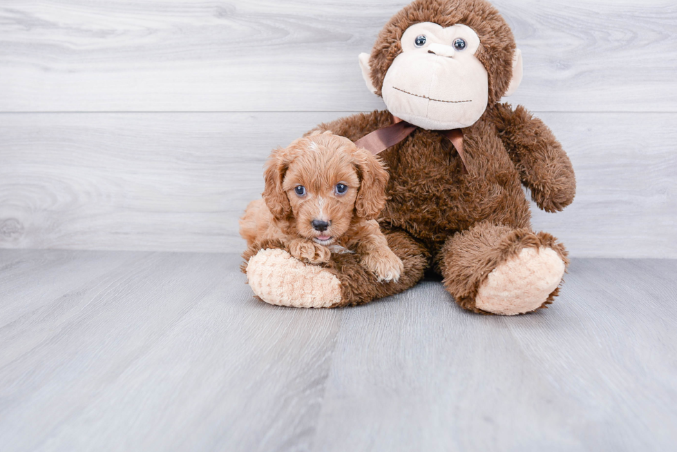 Popular Cavapoo Poodle Mix Pup