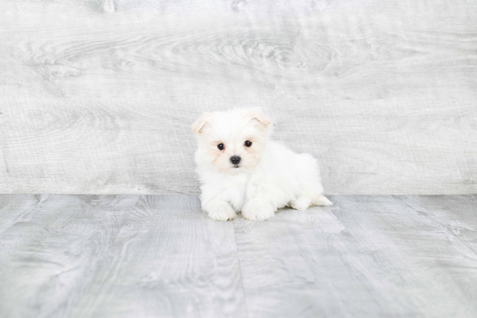 Maltipoo Pup Being Cute