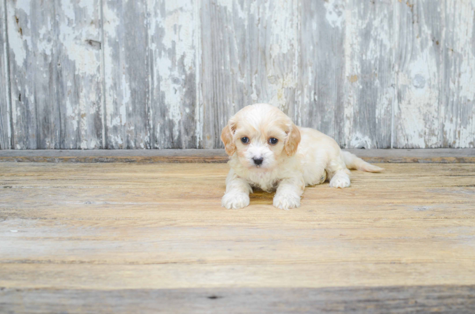 Happy Cavachon Baby