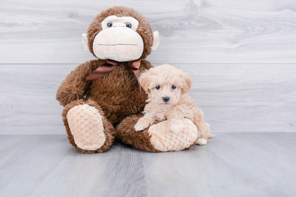 Adorable Maltese Poodle Poodle Mix Puppy