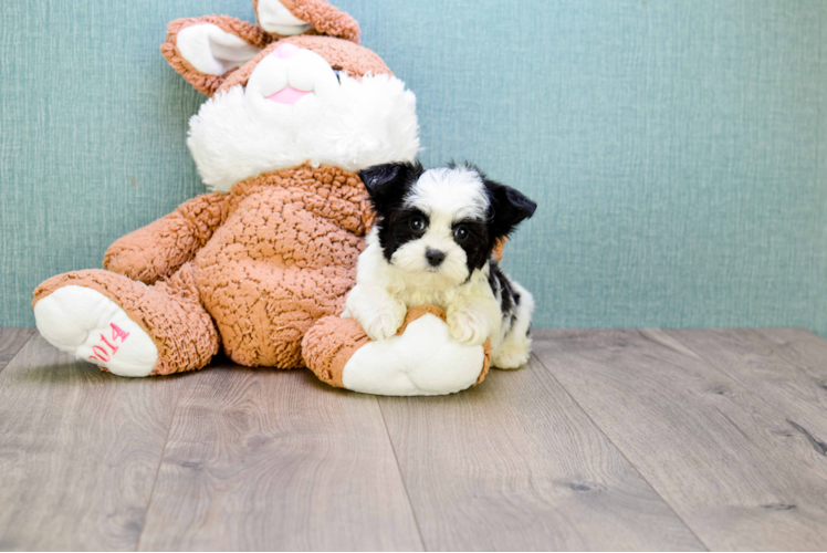 Friendly Morkie Baby