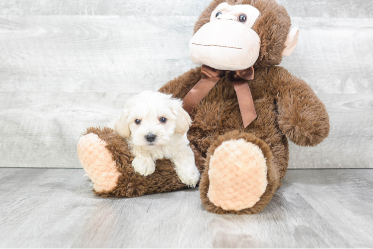 Maltipoo Pup Being Cute