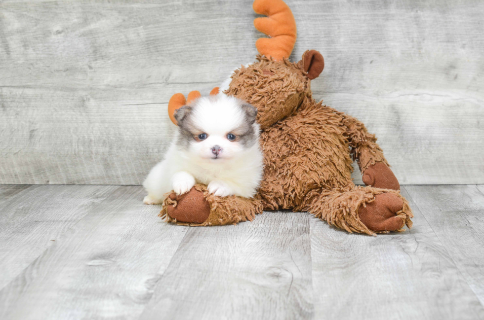 Hypoallergenic Pomeranian Purebred Pup