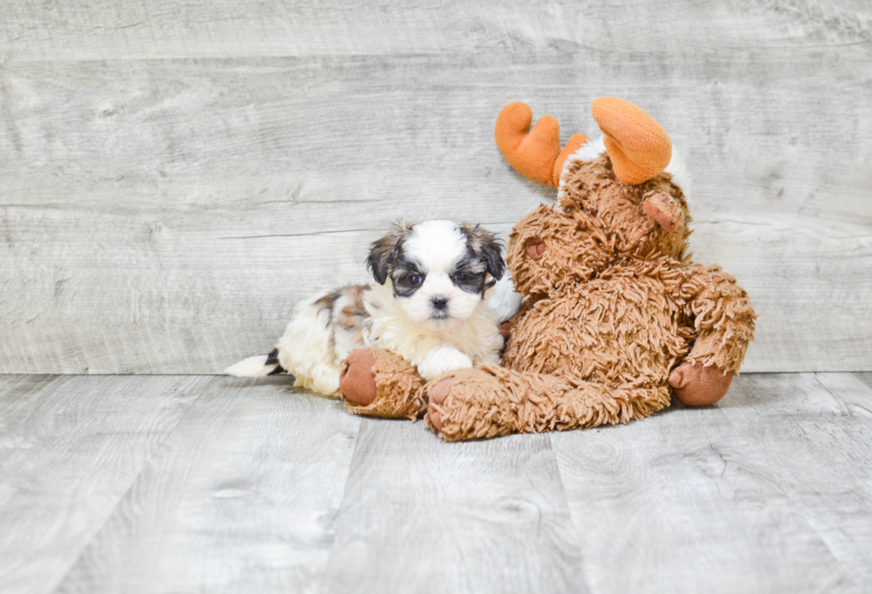 Fluffy Teddy Bear Designer Pup