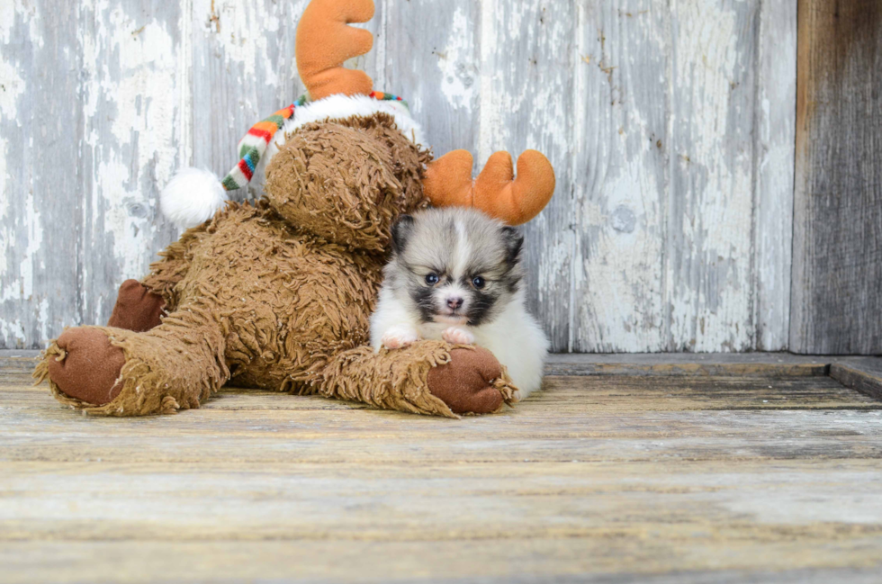 Akc Registered Pomeranian Purebred Pup