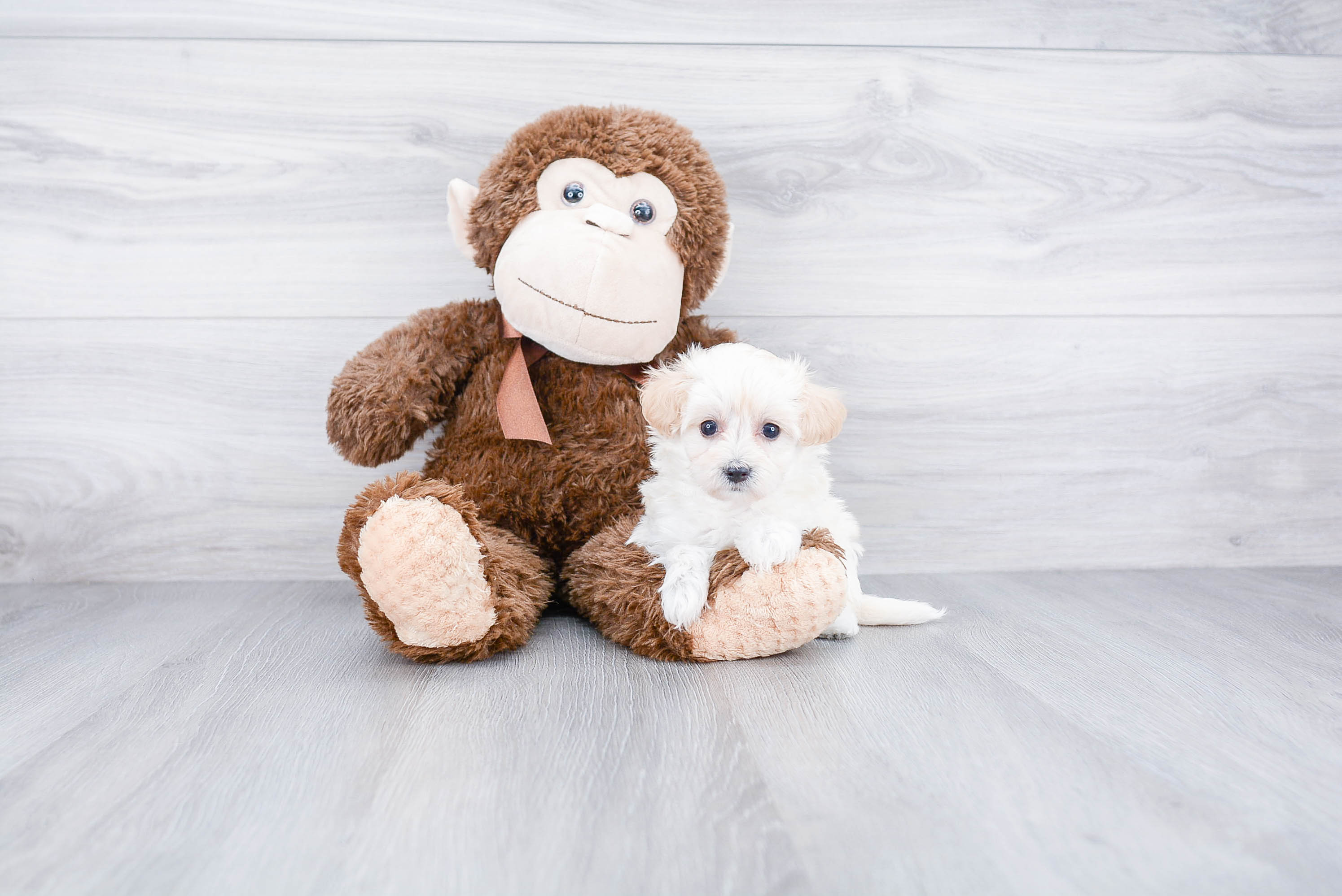 Best Maltipoo Baby