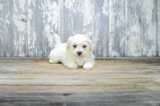 Fluffy Teddy Bear Designer Pup