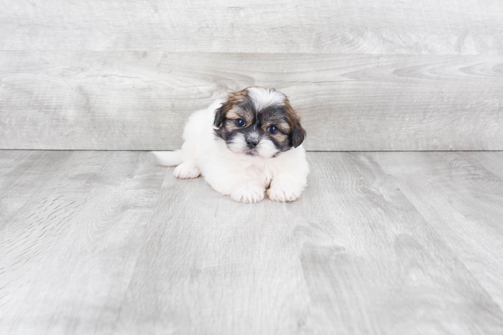 Teddy Bear Pup Being Cute