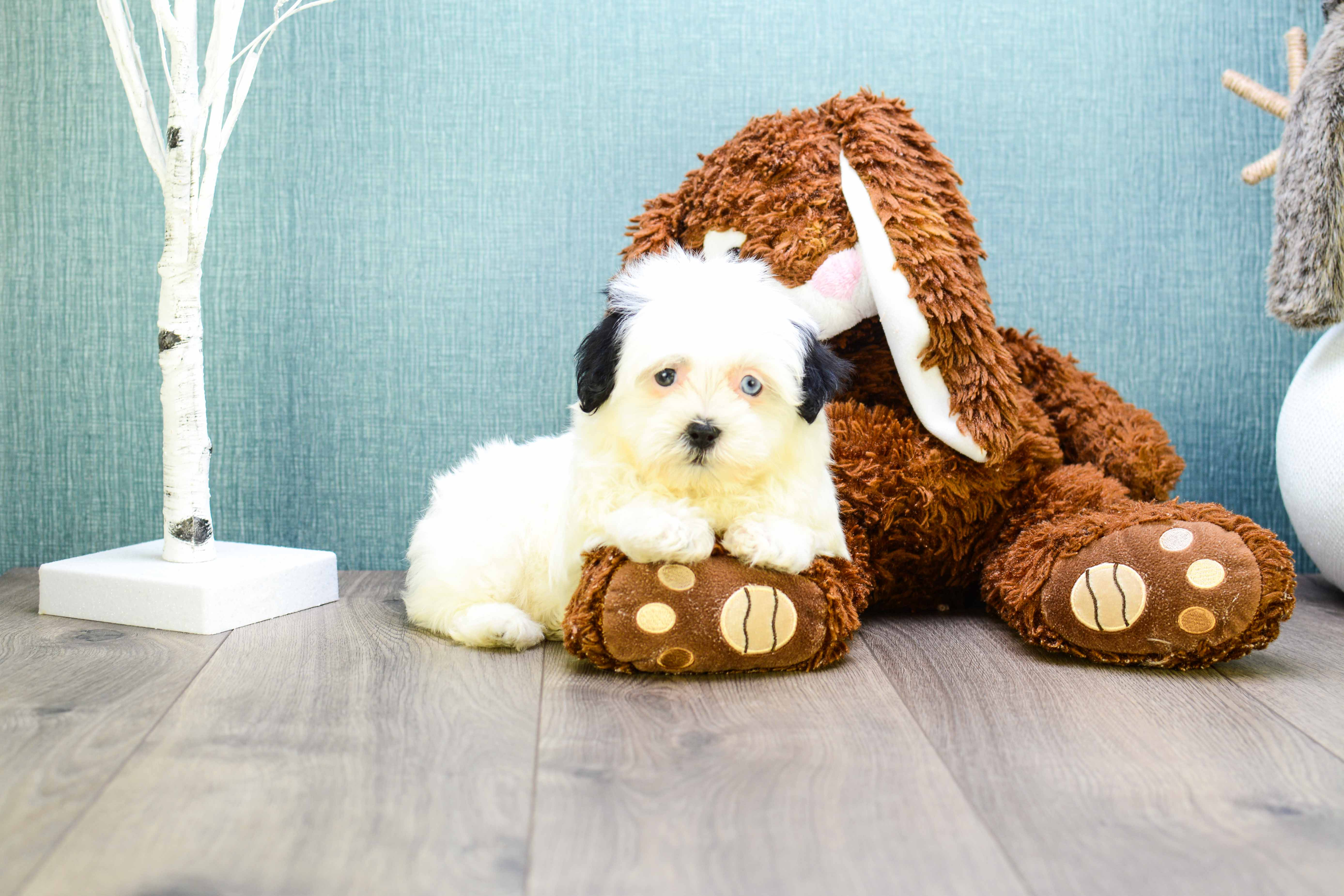 Havanese Puppy for Adoption