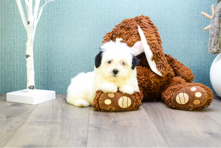 Havanese Puppy for Adoption