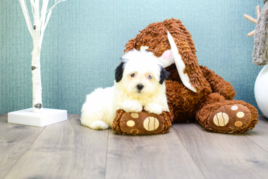 Havanese Puppy for Adoption