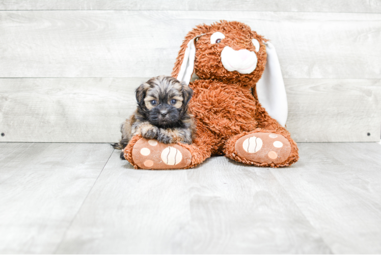 Teddy Bear Pup Being Cute