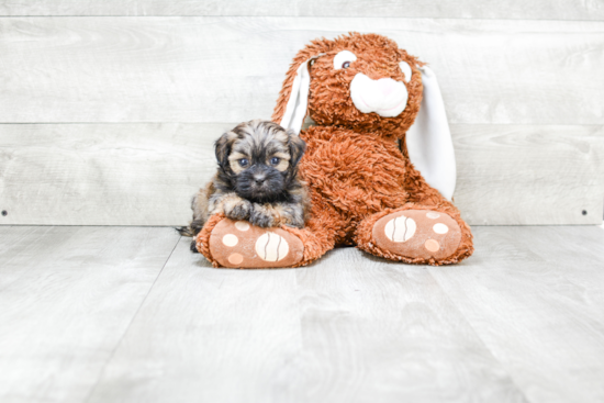 Teddy Bear Pup Being Cute