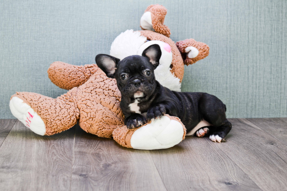 Popular French Bulldog Baby