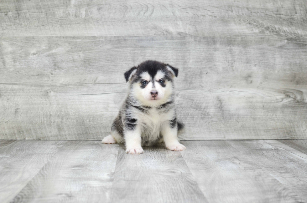 Petite Pomsky Designer Pup