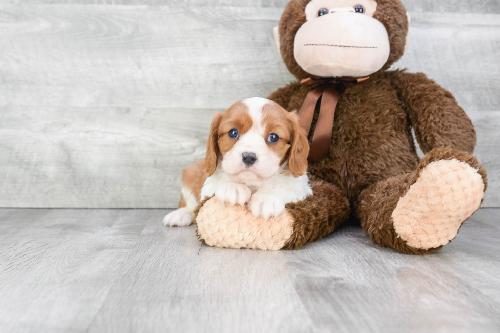 Cavalier King Charles Spaniel Puppy for Adoption