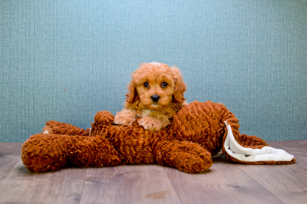 Cute Mini Goldendoodle Baby