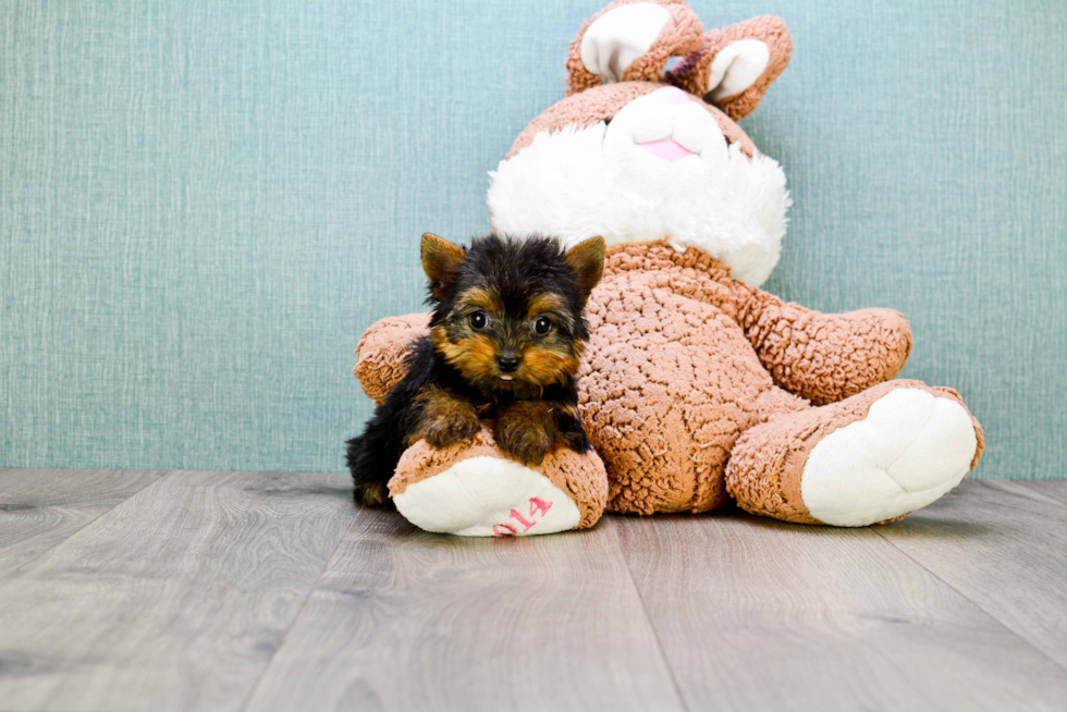 Meet Beckham - our Yorkshire Terrier Puppy Photo 