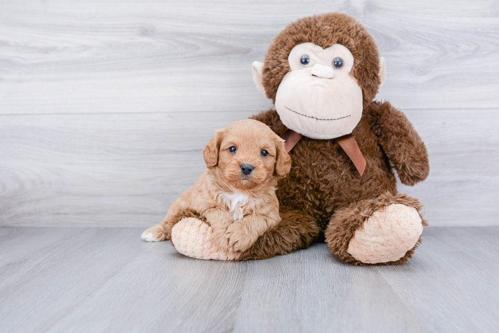 Friendly Cavapoo Baby