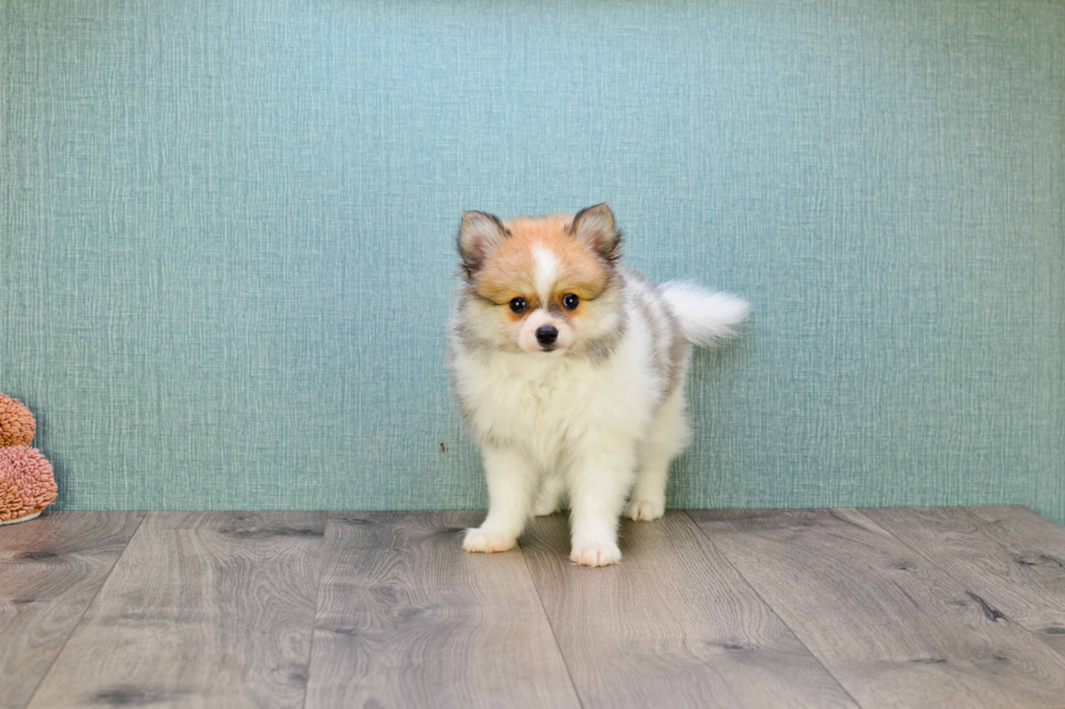 Adorable Pomeranian Purebred Puppy