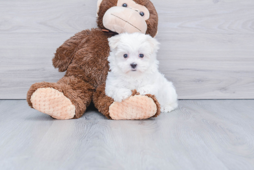 Maltese Pup Being Cute