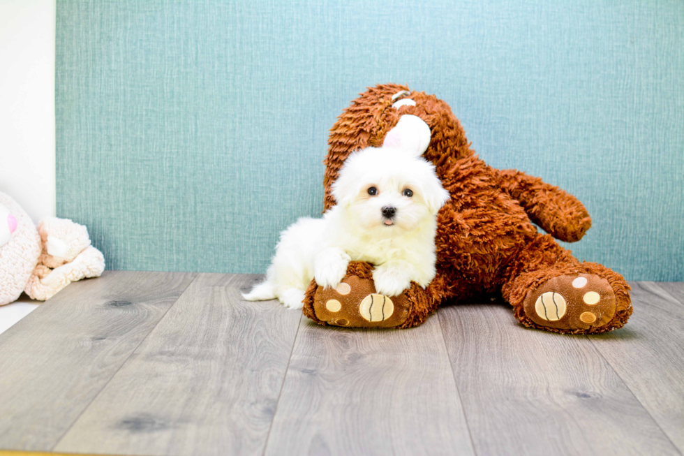 Popular Maltese Purebred Pup