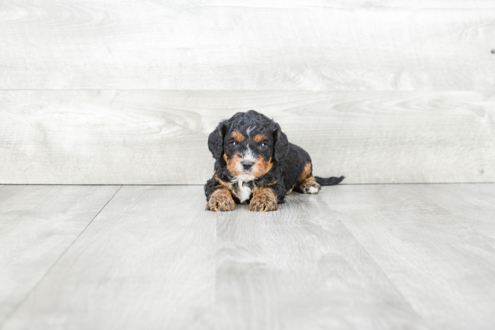 Cavapoo Puppy for Adoption